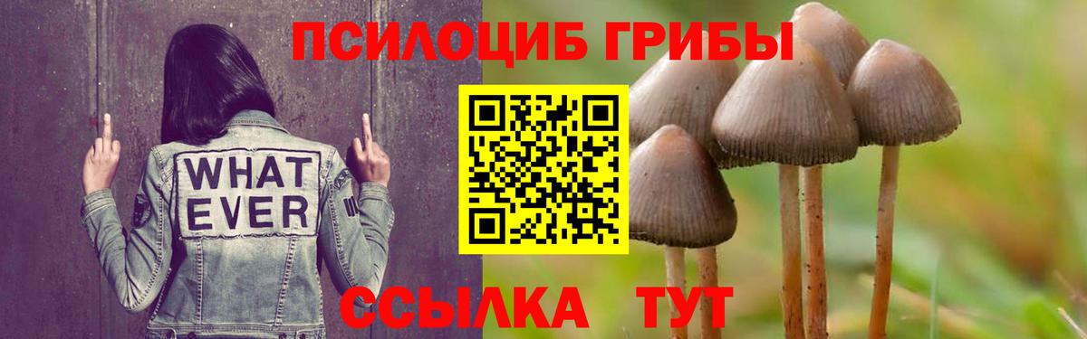 Псилоцибиновые грибы прущие грибы Великий Устюг