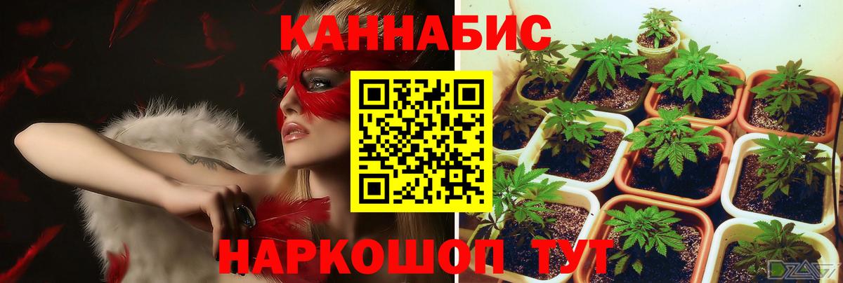 Марихуана Великий Устюг